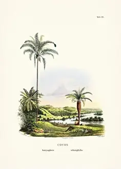 Coconut Tree Prints: Botanical palm tree illustration from a 19th-century book