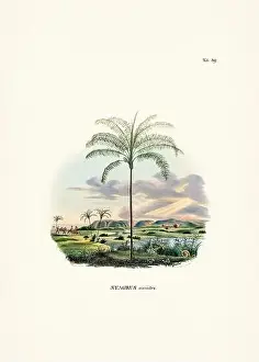Coconut Tree Prints: Botanical palm tree illustration from a 19th-century book