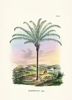 Coconut Tree Prints: Botanical palm tree illustration from a 19th-century book