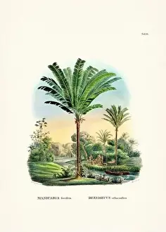 Coconut Tree Prints: Botanical palm tree illustration from a 19th-century book