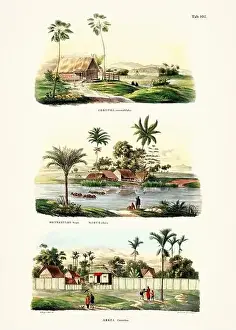 Coconut Tree Prints: Botanical palm tree illustration from a 19th-century book