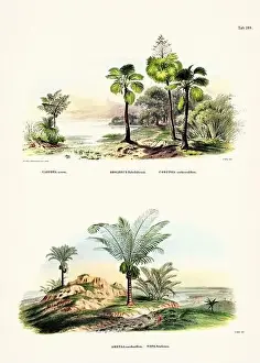 Coconut Tree Prints: Botanical palm tree illustration from a 19th-century book