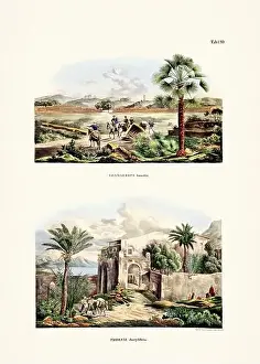 Coconut Tree Prints: Botanical palm tree illustration from a 19th-century book
