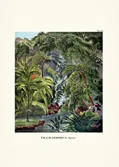 Coconut Tree Prints: Botanical palm tree illustration from a 19th-century book