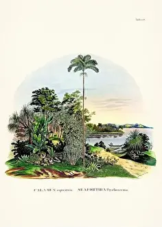 Coconut Tree Prints: Botanical palm tree illustration from a 19th-century book