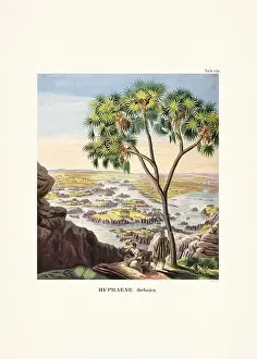 Coconut Tree Prints: Botanical palm tree illustration from a 19th-century book