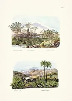 Coconut Tree Prints: Botanical palm tree illustration from a 19th-century book