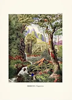 Coconut Tree Prints: Botanical palm tree illustration from a 19th-century book