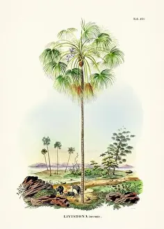 Coconut Tree Prints: Botanical palm tree illustration from a 19th-century book