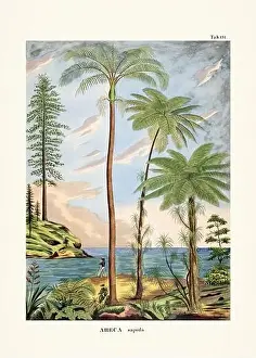 Coconut Tree Prints: Botanical palm tree illustration from a 19th-century book