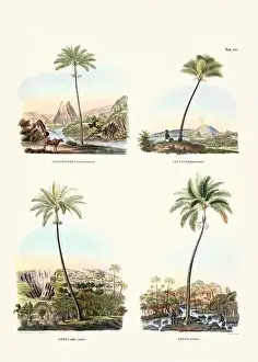 Coconut Tree Prints: Botanical palm tree illustration from a 19th-century book