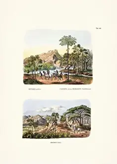 Coconut Tree Prints: Botanical palm tree illustration from a 19th-century book