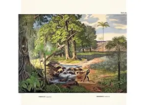 Botanical palm tree illustration from a 19th-century book, showcasing different species in their natural habitat