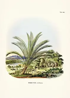 Coconut Tree Prints: Botanical palm tree illustration from a 19th-century book
