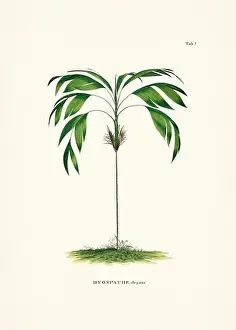 Coconut Tree Prints: Botanical palm tree illustration from a 19th-century book