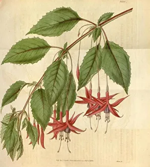 Botanical print or English natural history illustration by Joseph Swan 1796-1872, British Engraver