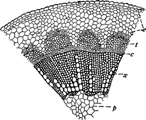 Booksubjectbotany Prints: Botany for agricultural students