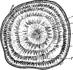 The botany of crop plants : a text and reference book