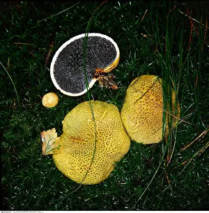 Fungi Prints: botany, fungi, Scleroderma, Common Earthball