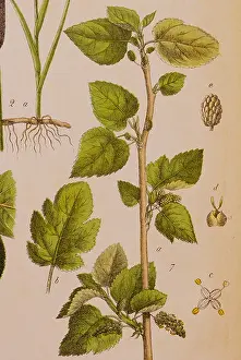 Alba Prints: botany, trees, mulberries (Morus)