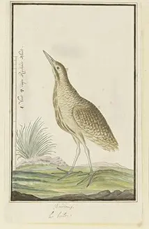 Nature Study Prints: Botaurus stellaris capensis (bittern) Bittern Le butor (title object) Botaurus stellaris capensis (Roerdomp)