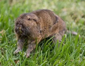 Santa Clara County Prints: Botta's Pocket Gopher outside of its burrow and above ground
