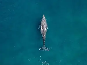 Cortez Prints: bottlenose dolphin aerial shot in Cortez sea, Baja California Sur Mexico drone view