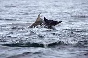 2005 Prints: Bottlenose dolphin Tursiops truncatus diving in the Moray Firth at Chanonry Point