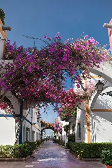 Puerto Prints: Bougainvillea, Spain, Europe, Canary Islands