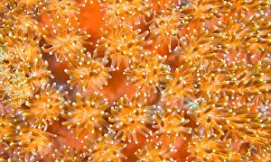 Polyp Prints: Boulder Coral, Stony Coral, Reef Building Corals