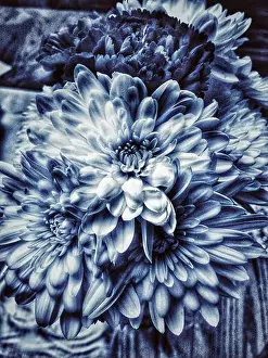Flower Arrangement Prints: Bouquet of flowers with white chrysanthemums (mums)