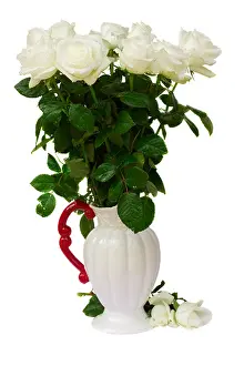 Roses Prints: bouquet of white roses in vase isolated on white background