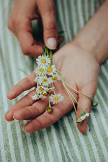 Glade Prints: A bouquet of white summertime daisies in female hands view from above
