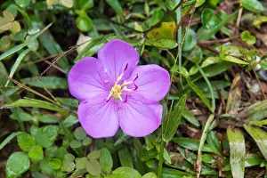 Rain Forest Prints: Bovitiya flower, Sinharaja Forest Reserve, Sri Lanka