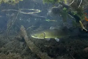 Dogfish Prints: Bowfin in a dark marsh