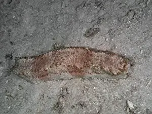 Echinodermata Prints: Box sea cucumber (Thelenota anax) on a sandy seabed