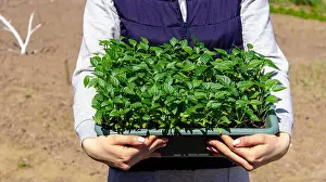 Seedling Prints: A box with seedlings of pepper in the hands of a woman Pepper seedlings. selective focus