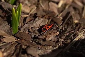 Insecta Prints: Boxelder Bugs (Boisea trivittata) on ground