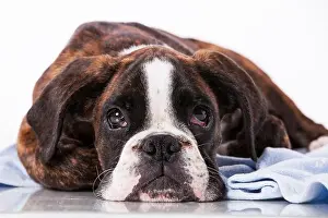 Boxer Prints: Boxer dog at studio