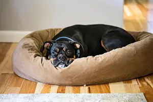 Lazy Prints: A boxer mix dog lying on a bagel dog bed in a home