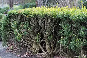 Oregon Prints: Boxwood shrubs that have undergone severe pruning