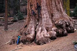 Beauty Day Prints: Boy standing next to a Giant Sequoia