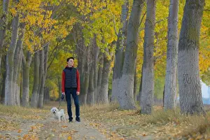 Teenage Prints: boy, walk, dog, boys, walks, dogs