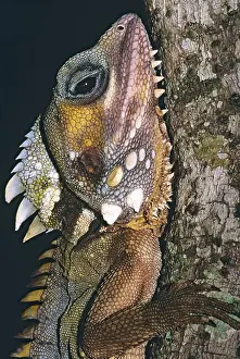 Arboreal Prints: Boyd's forest dragon (Hypsilurus boydii)