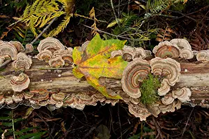 Bracket Prints: Bracket fungus Trametes versicolor on log in Sechelt, British Columbia