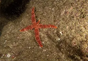 Underwater Scene Prints: A Bradley's Sea Star (Mithrodia bradleyi) in Baja California, Mexico
