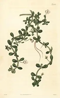 Botanical Illustration Prints: Brahmi or waterhyssop, Bacopa monnieri