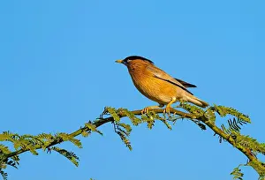 Gujarat Prints: A Brahminy Starling (Sturnia pagodarum) perched on a branch. Gujarat, India