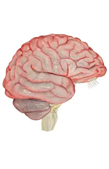 Cerebrum Prints: The brain