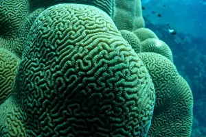 Underwater Photograph Prints: Brain coral in Red Sea near Marsa Alam, Egypt